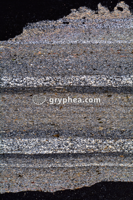 Schiste LPA x3,5 - gryphea.org